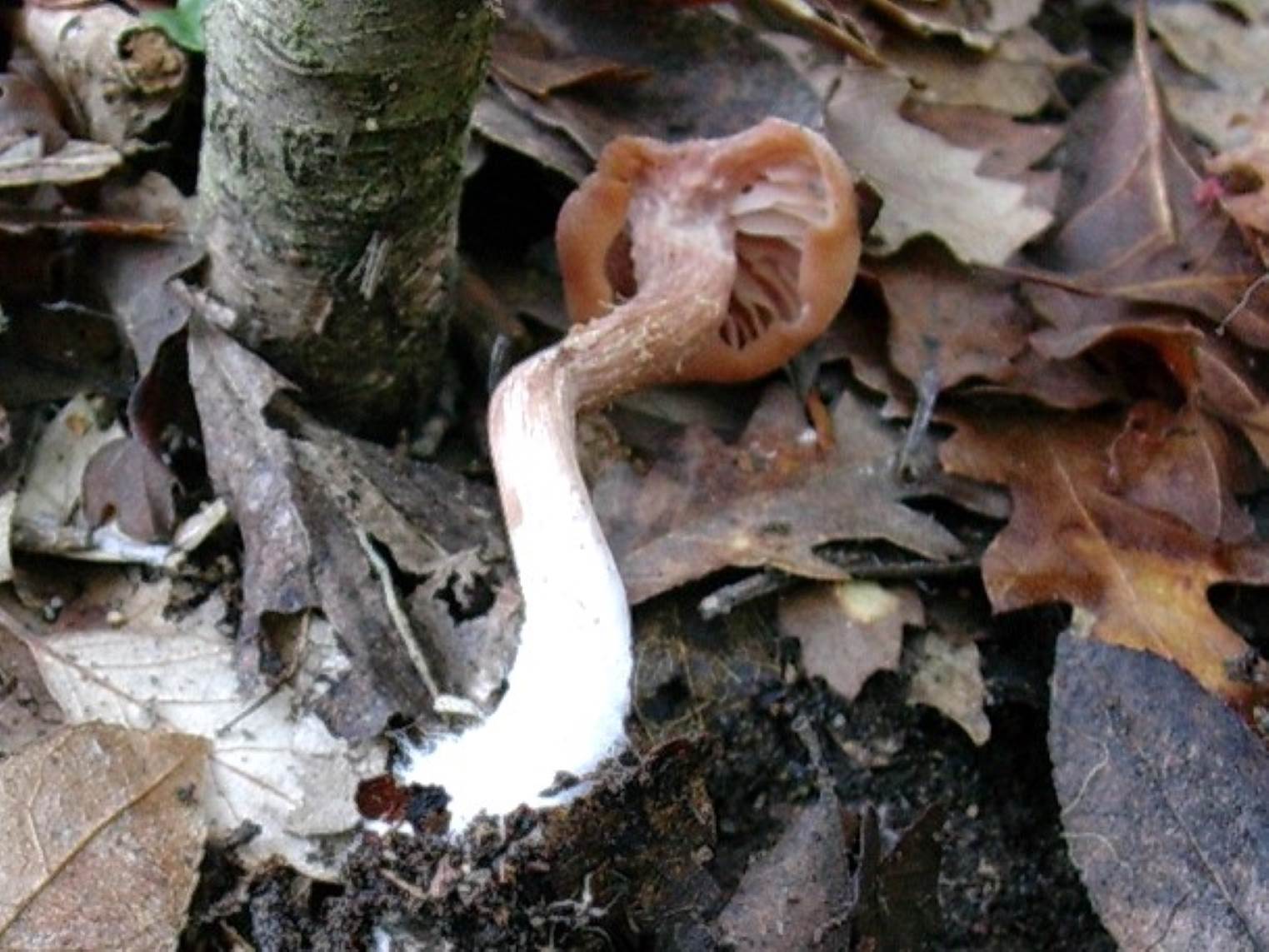 1213 Gennaio vecchio ritrovamento